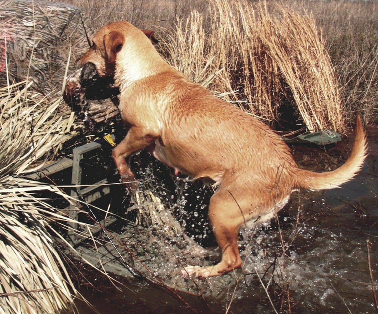 Dog getting into a boat using a Load-a-pup